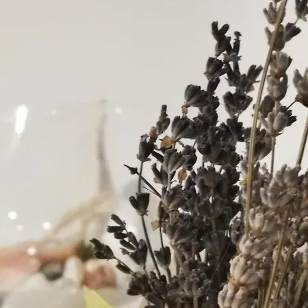Stella Maris 木洛希尼